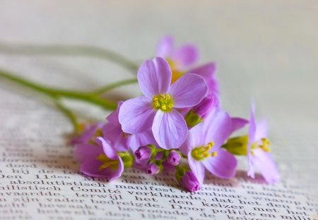 Spring tenderness - newspaper, book, beautiful, bouquet, letters, tenderness, violet, delicate, pretty, flowers, spring, fragrance, pages, nice, gift, scent, lovely