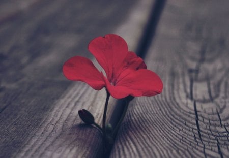 Close Up - flower, axle, red, close up