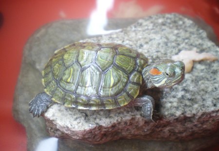 My turtle - turtle, love, nature, animals