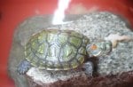 My turtle