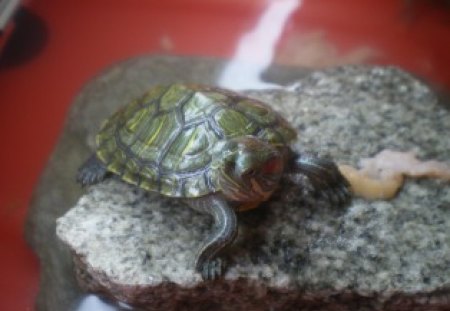 My turtle - turtle, nice, love, animals