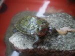 My turtle