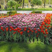 tulips in the park