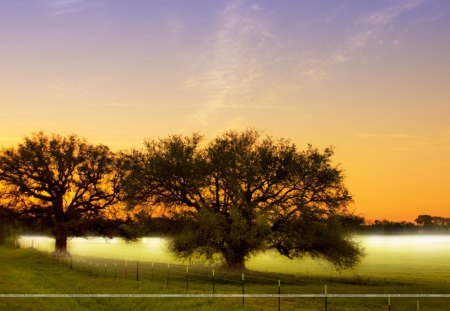 cloud field - sky, tree, field, cloud