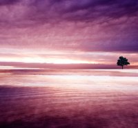 lone tree in the field