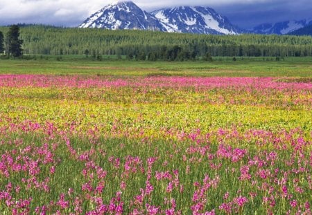 Pink Wild Flowers - clouds, trees, blue, grass, forest, pink, daylight, mountain, flowers, nature, green, field, day, sky