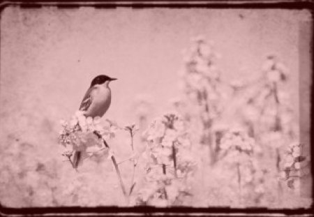 Birdie In Paradise - flowers, bird, spring, beautiful