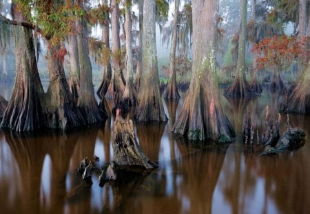 swamp - water, muddy, trees, swamp