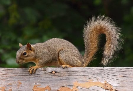 Squirrel On The Alert - animal, wood, trees, squirrel