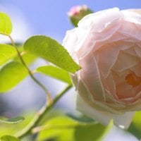 Enchanting White Rose