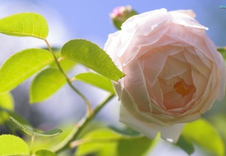 Enchanting White Rose - white, rose, flowers, leaves, sublime, pure, nature, green