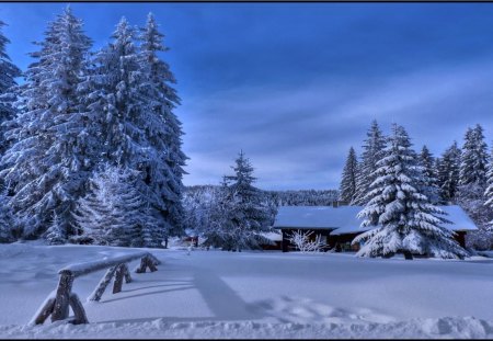 Winter's White - pretty, covered, blue, cold, snow