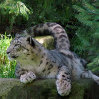 Snow Leopard