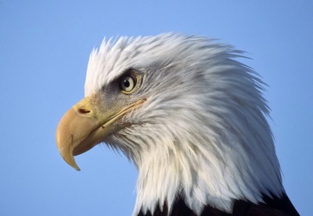 Bald eagle - bird, eagle, bald, feathers, beck