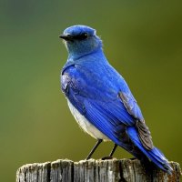 A blue bird