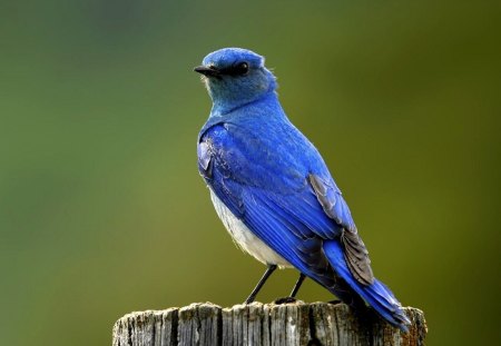 A blue bird - feathers, bird, log, blue