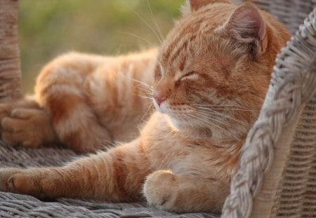 So comfortable! - sleeping, love, sunshine, cat, animals, ginger, confortable, chair, forever, cozy, orange