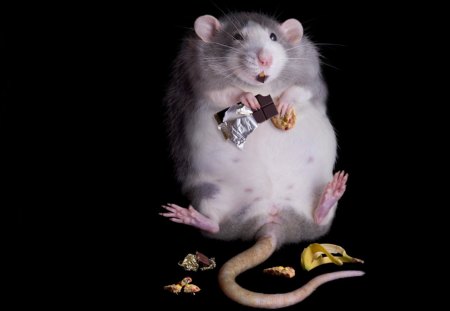 New Years Resolution. Go On Diet - tail, food, chocolate, rat