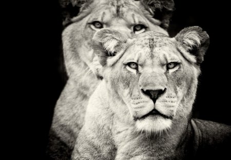 Lion face - lions, back and white, faces, wild, cat, animals