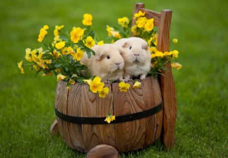 Guinea pig - animals, cute, bucket, pet, flowers, guinea pig, adorable