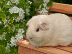 Cute guinea pig