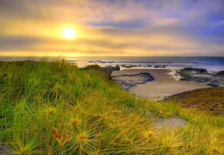 GOOD MORNING NATURE - sunshine, shore, grass, sea