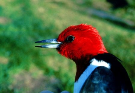 PRETTY BIRDIE - close up, pretty, red, beak, blue, bird