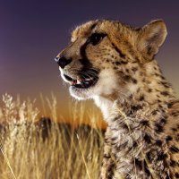 CHEETAH~ The ELUSIVE CAT