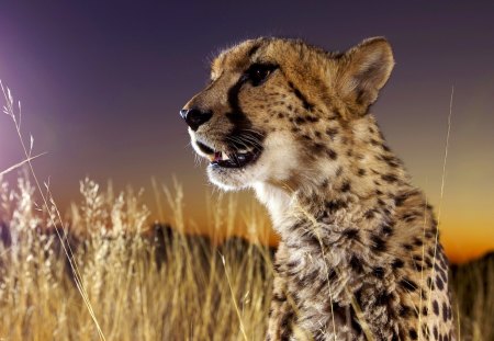 CHEETAH~ The ELUSIVE CAT