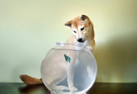 Cute dog and a bowl of fish - cute, animals, puppy, adorable, bowl, pet, fish, pup, dog