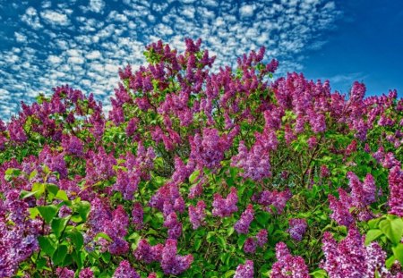 Blooms - petals, beautiful, flowers, lovely, blooms, nature, bud