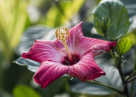 Lovely flower - petals, beautiful, flowers, lovely, blooms, nature, bud