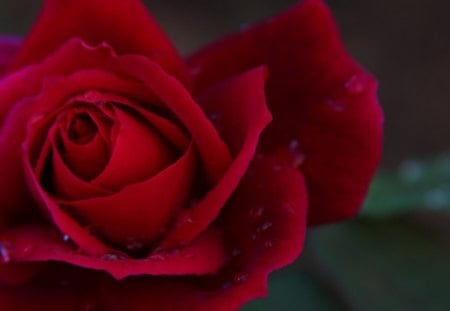 Red rose - petals, beautiful, flowers, lovely, red rose, blooms, nature, bud