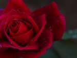 Red rose