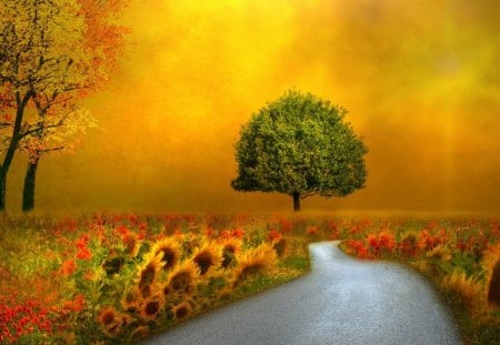 Golden sky - nature, sky, tree, golden, road