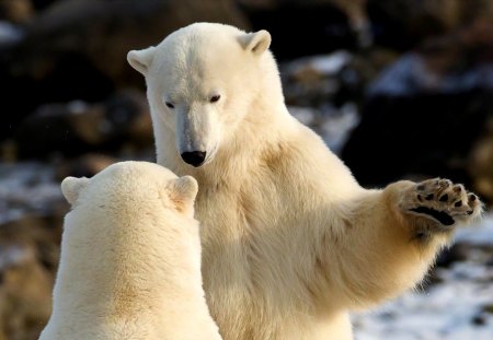 POLAR BEARS - winter, bears, polar, arctic