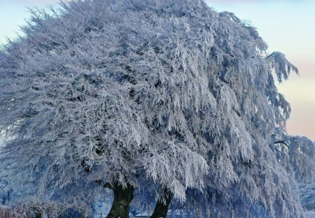 frozen tree - winter, nature, tree, froten