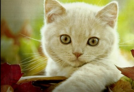 A white kitten - cute, paws, kitten, feline