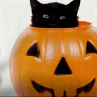 A black kitten in a pumpkin