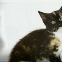 A calico kitten