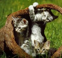 Four Kittens in a basket