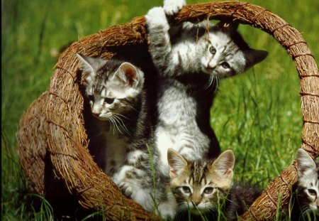 Four Kittens in a basket