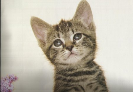 Kitten 3 - paws, cute, kitten, tabby, feline