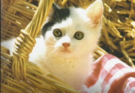 A kitten in a basket - white, paws, feline, basket, cute, black, kitten