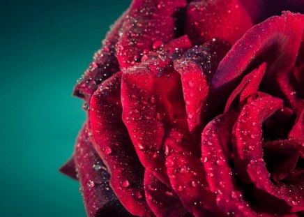 * Wet rose * - water drops, petals, wet, rose, flower, red rose