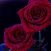 * Rose love *