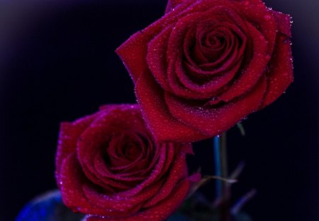 * Rose love * - roses, delicate, tenderness, soft, red roses, love, flower, petals