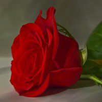 * Sweet red rose *