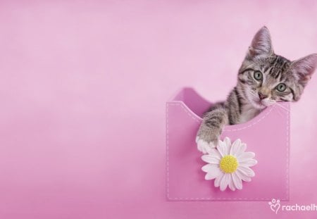 Kitty and daisy - pink, cute, beautiful, flowers, sweet, prertty, cat, adorable, kitty, nice, kitten, lovely, daisy