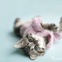 Playing kitty